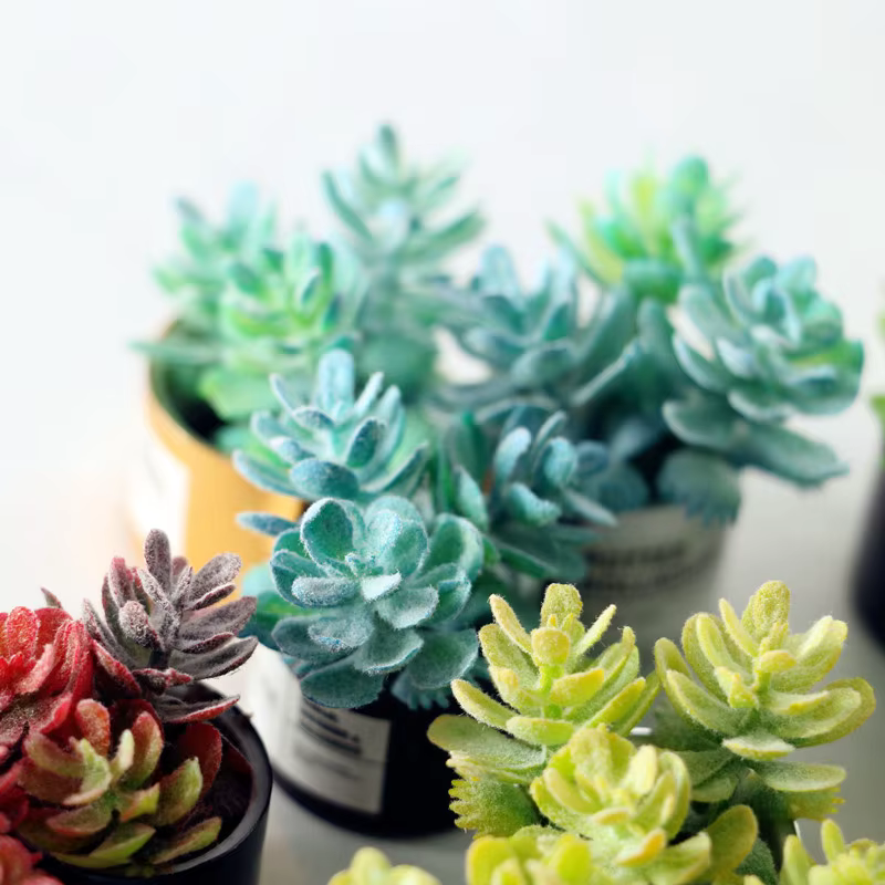 Plante verte l'inventaire en pot