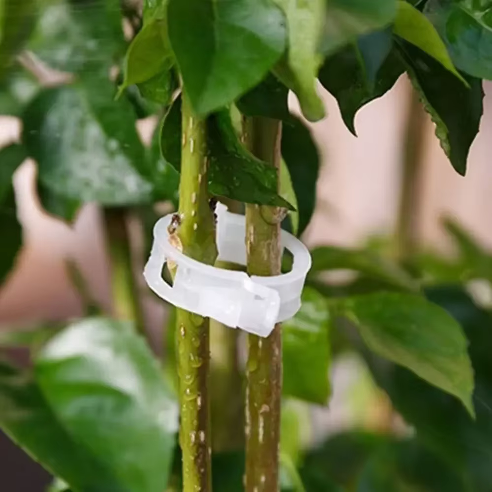 Clips de Support de plantes en plastique