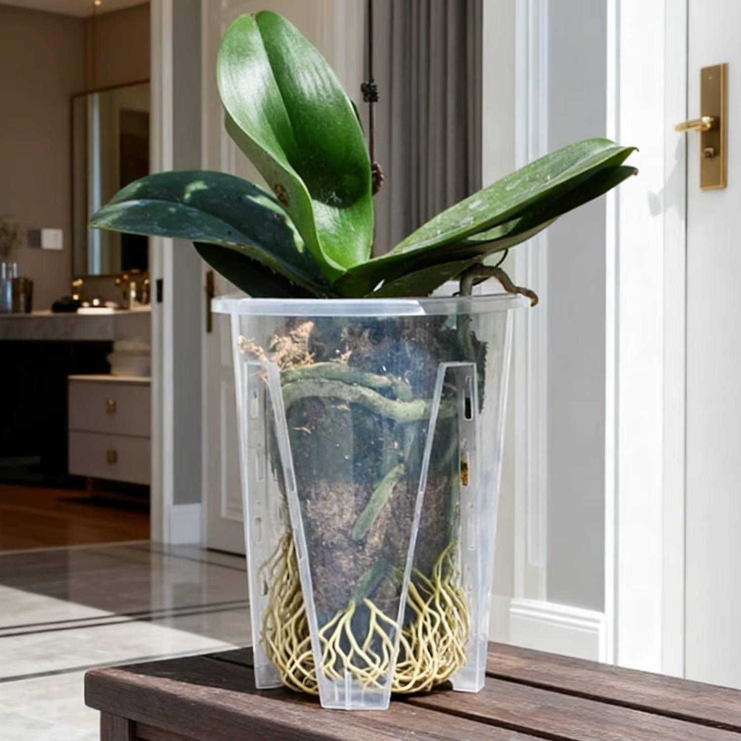 Pots d'orchidées avec stomates