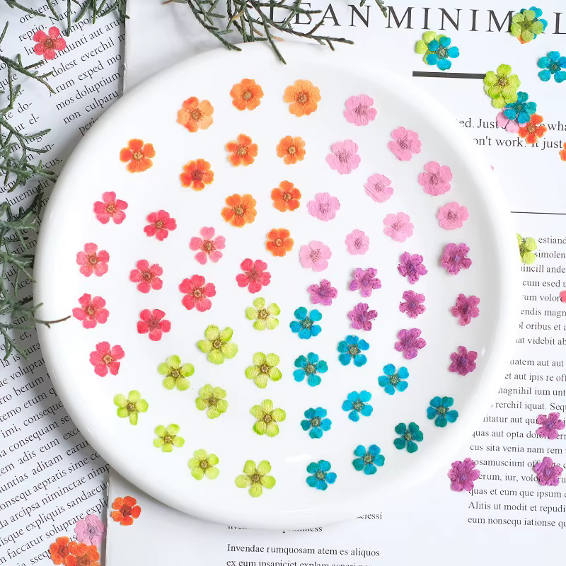 100 pièces, fleurs séchées pressées teintes Spiraea