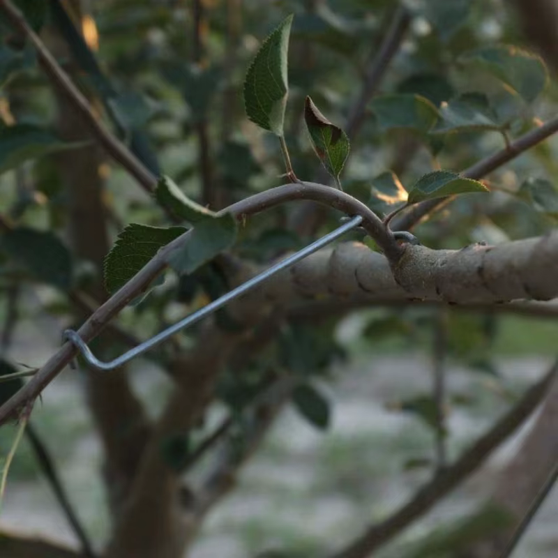 10 pièces Support de Branches d'arbre fruitier