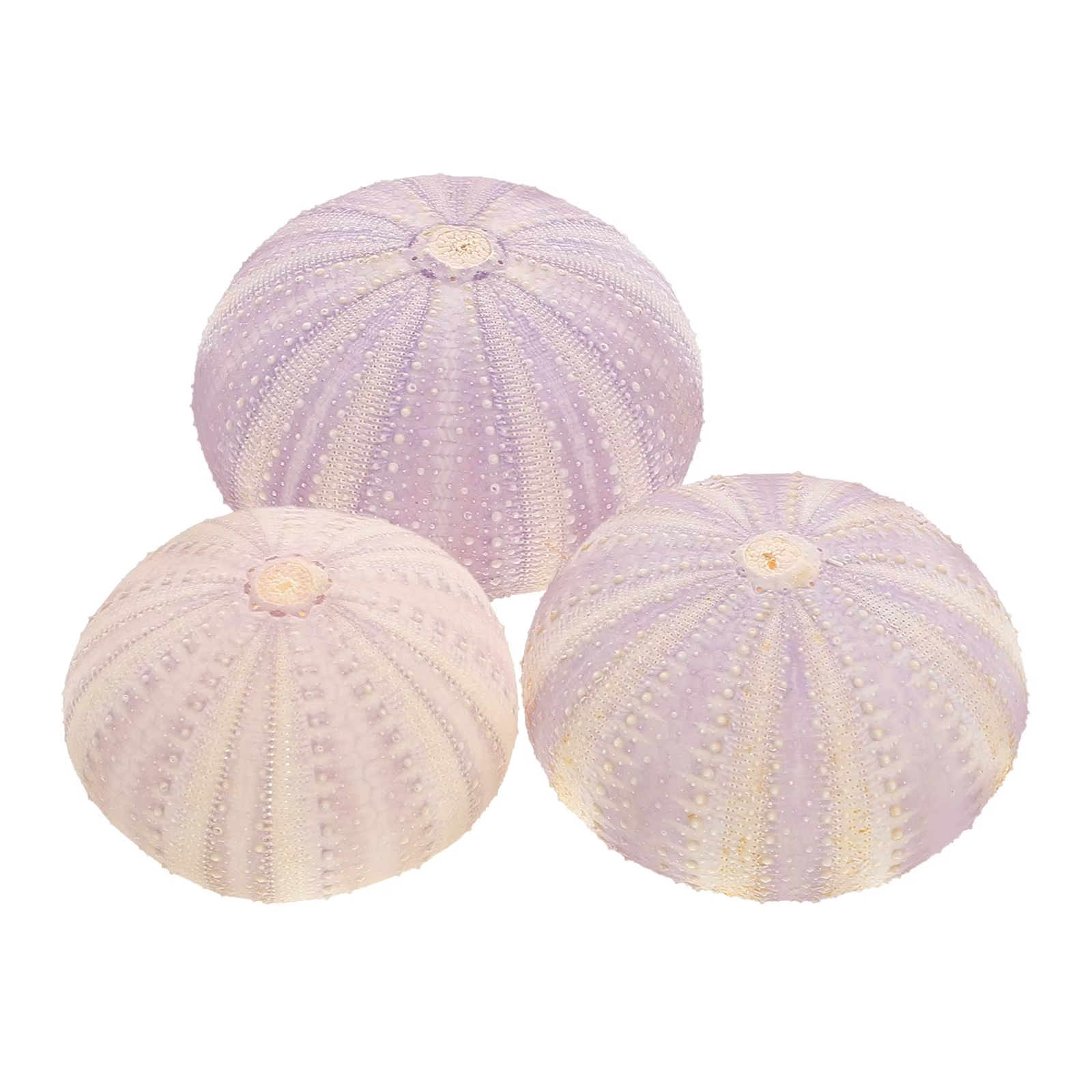 Coquille d'orchin séchée naturelle