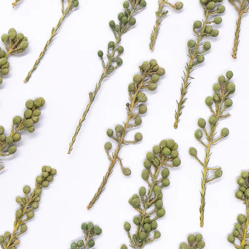 12 pièces, fleurs de corail vert naturel séchées et pressées