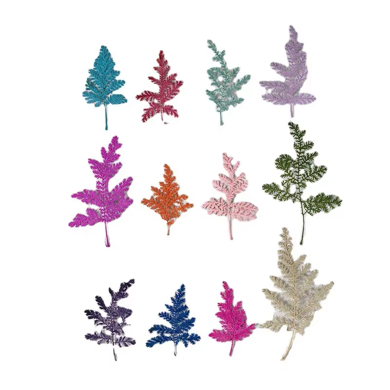 Feuilles séchées Artemisia de 4 à 7cm