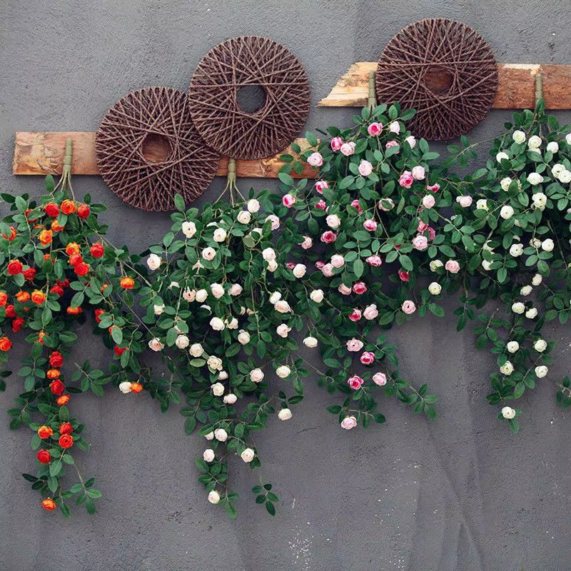 Plantes feuilles de Lierre vertes
