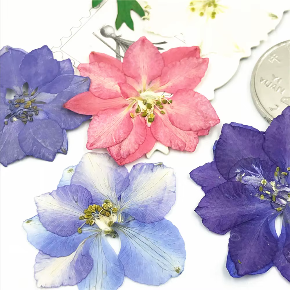 Plantes sèches de fleurs séchées naturelles amusantes