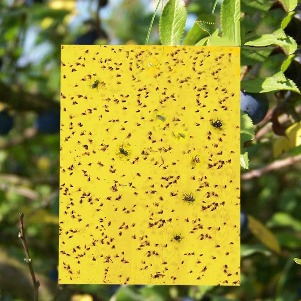 Piège collant double face pour insectes
