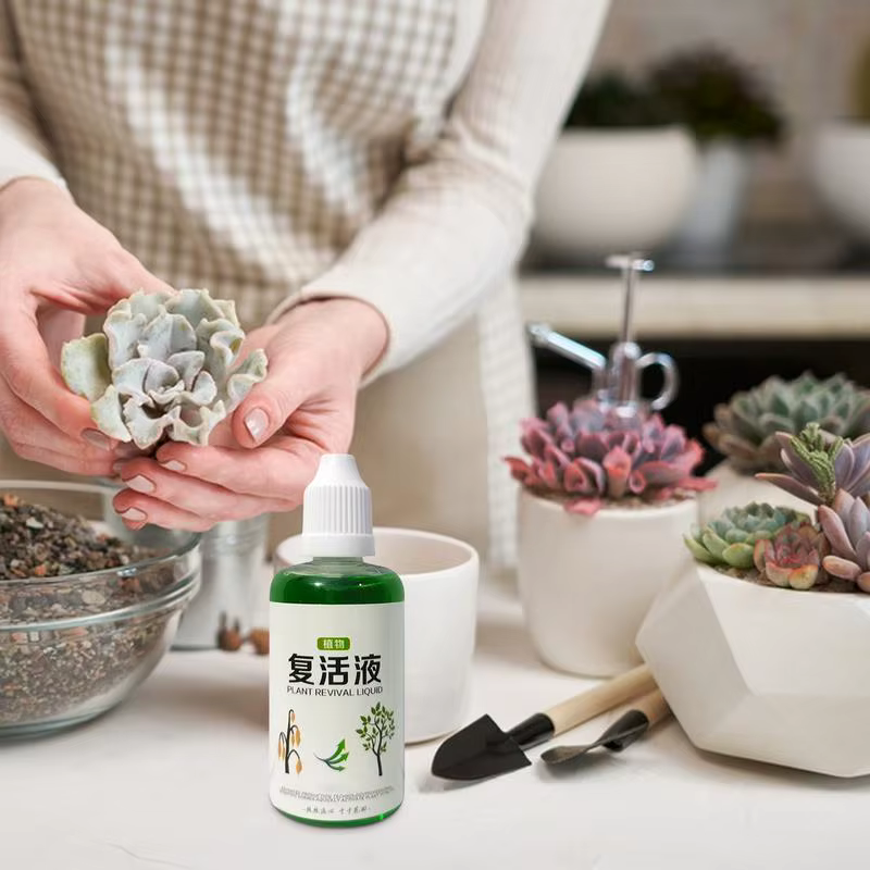 Agent d'enracinement succulent 50ml