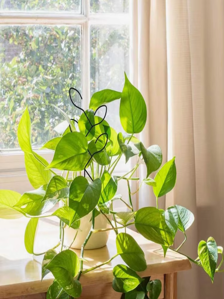1 support créatif pour plantes en pot d'extérieur