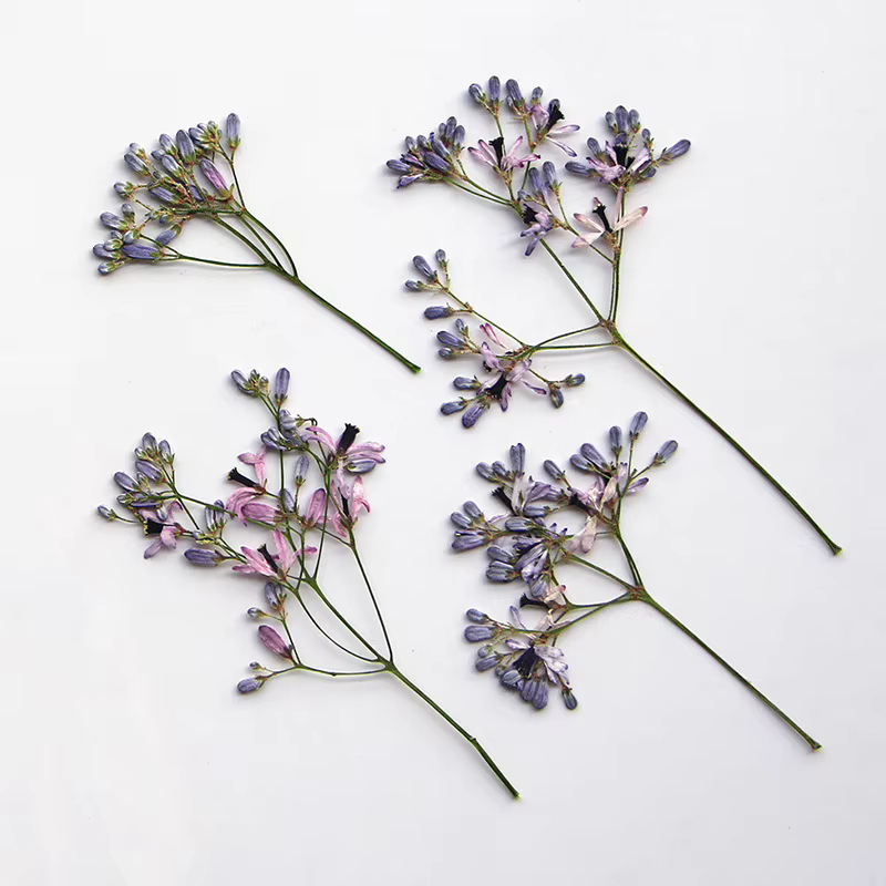 10-16 cm/12 pièces, branches de fleurs Melia azedarach pressées réelles