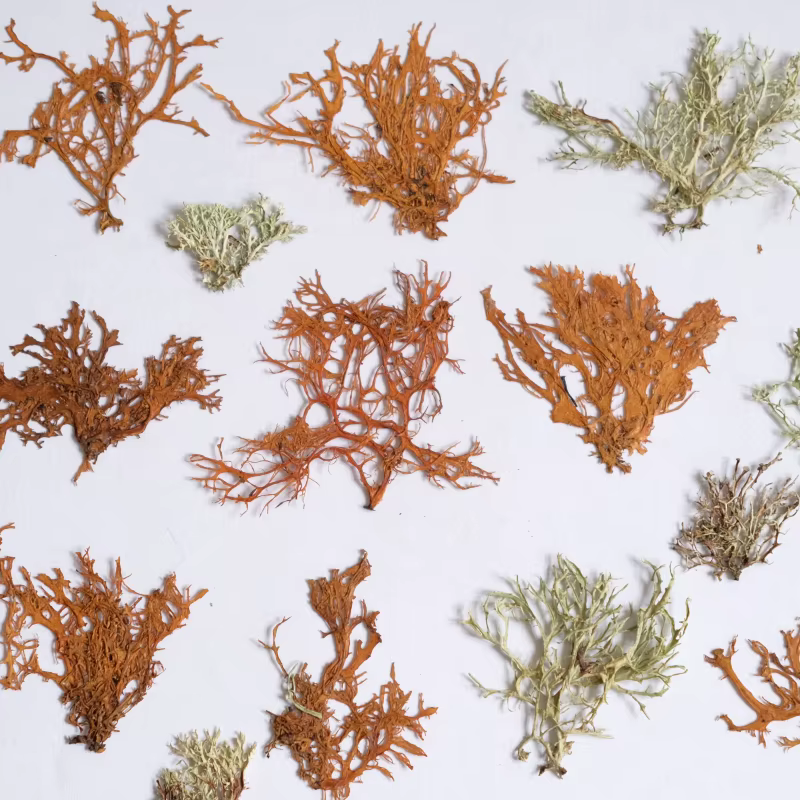 12 pièces, Plantes aquatiques séchées
