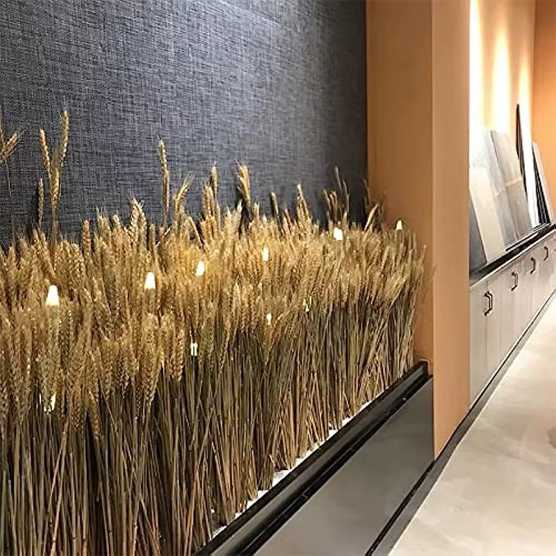 Pointes de blé séchées naturelles pour la décoration