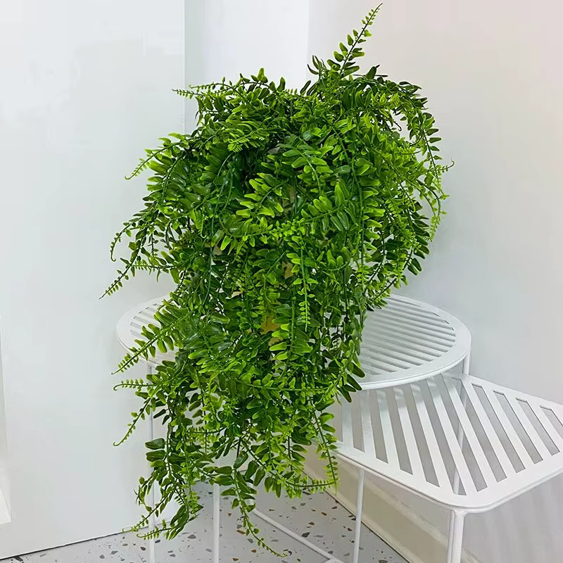 Plante persane feuilles de fougère vignes