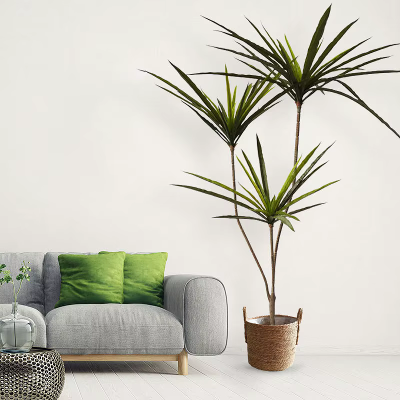 Plantes artificielles Dracaena