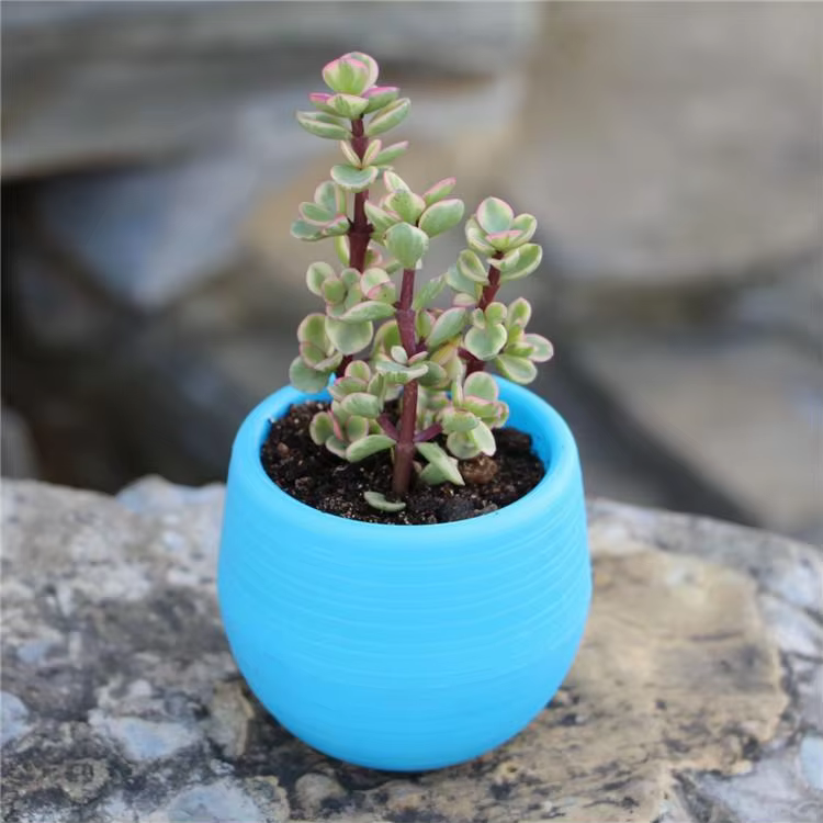 1 pièce, mini pot de fleurs en résine PP