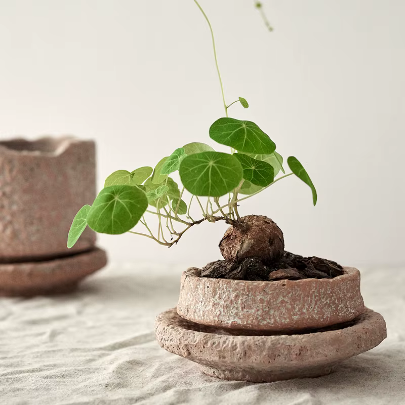 Pot de Plante Verte Faite à la Main avec Plateau