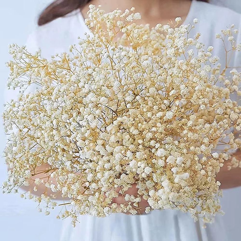 Fleurs séchées naturelles et préservées