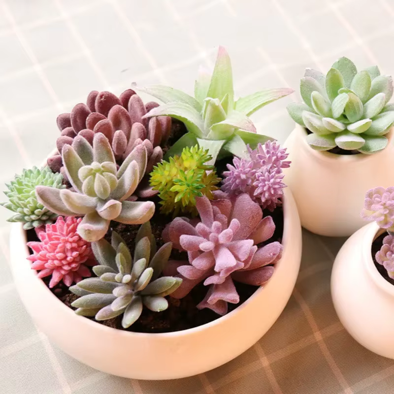 Diverses plantes succulentes artificielles tropicales