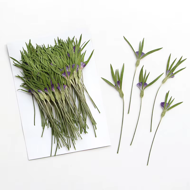 12 pièces, fleurs séchées naturelles d'Agrostemma Githigo pressées