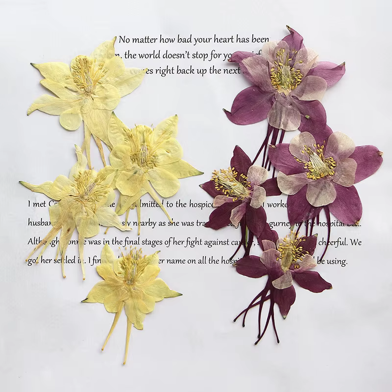 Pétales de fleurs de columbine naturelles