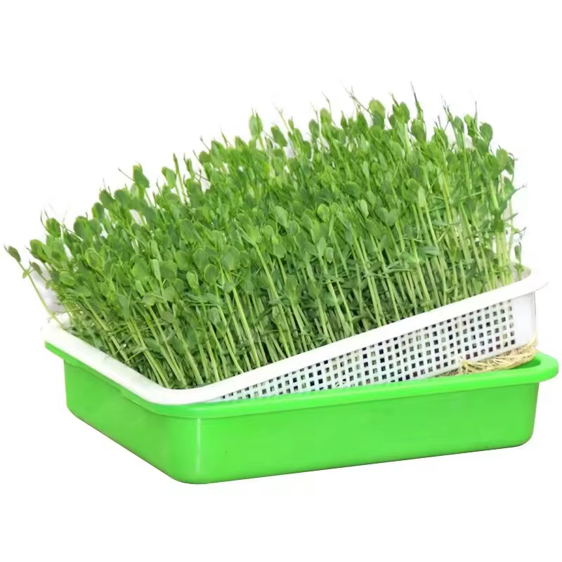 Plats à germer avec couvercle pour plantes à domicile