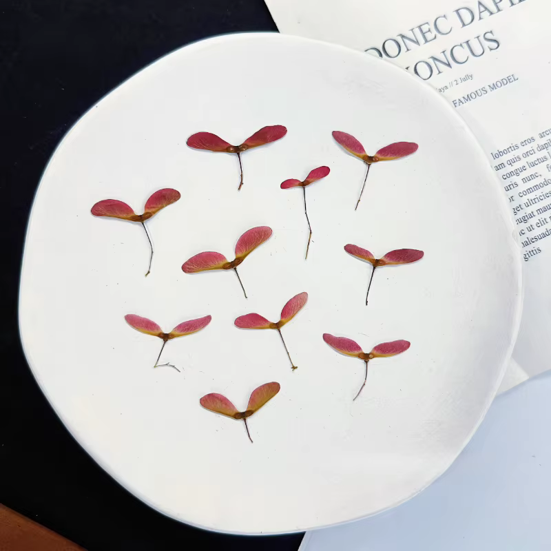 Kit de 12 fleurs de libellule pressées naturelles - Matériaux