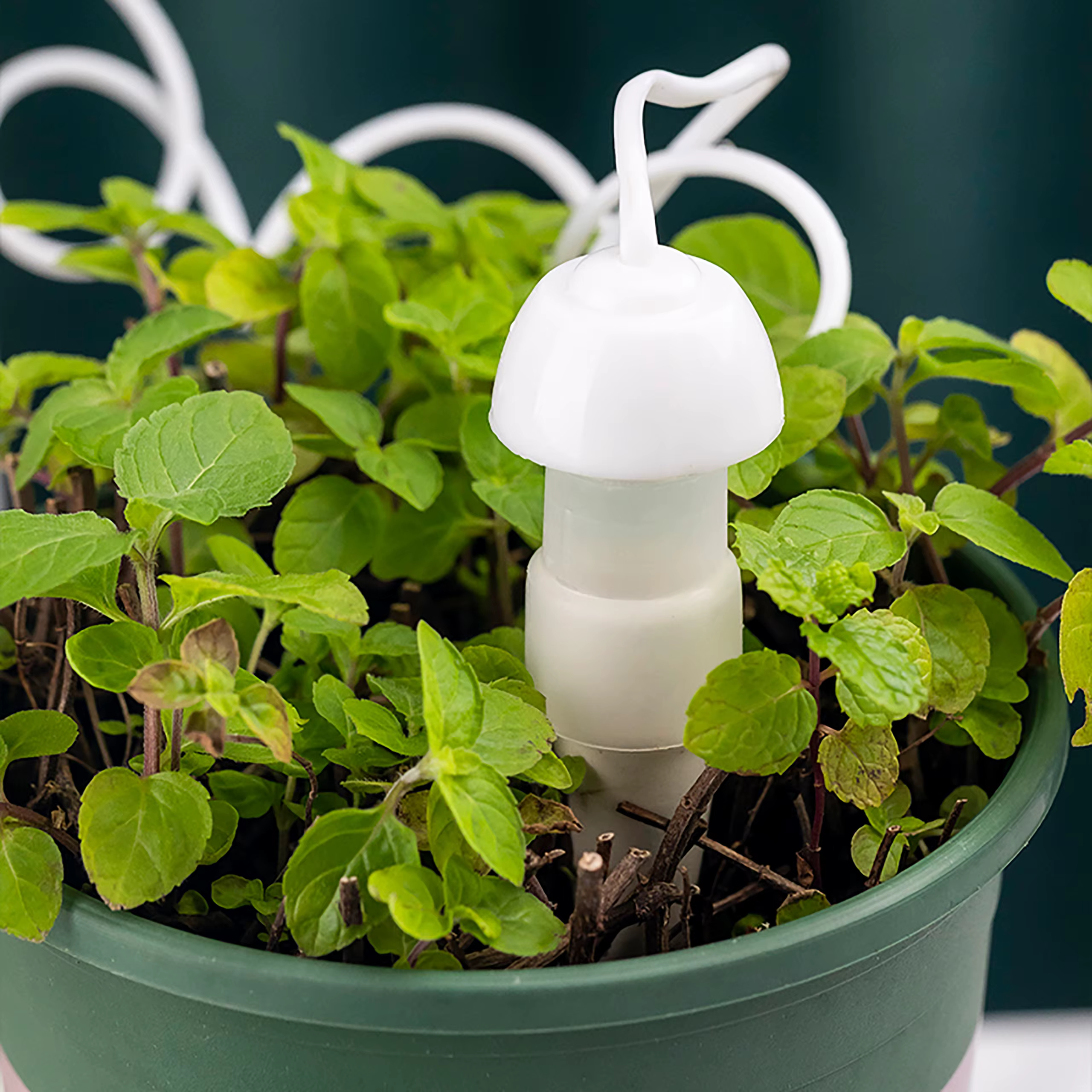 Plantes arrosoir auto-arrosage goutte-à-goutte automatique racine goutteur d'eau jardin fleur succulente bonsaï en pot dispositif d'arrosage