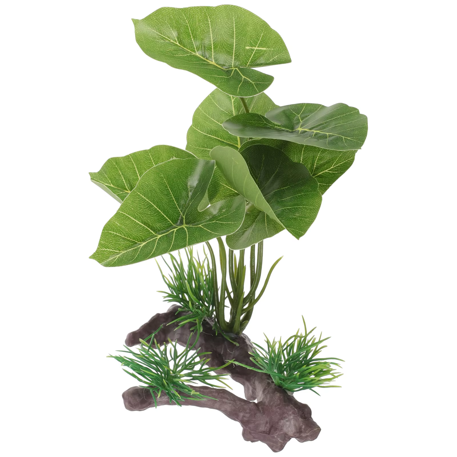 Plante pour Aquarium durable