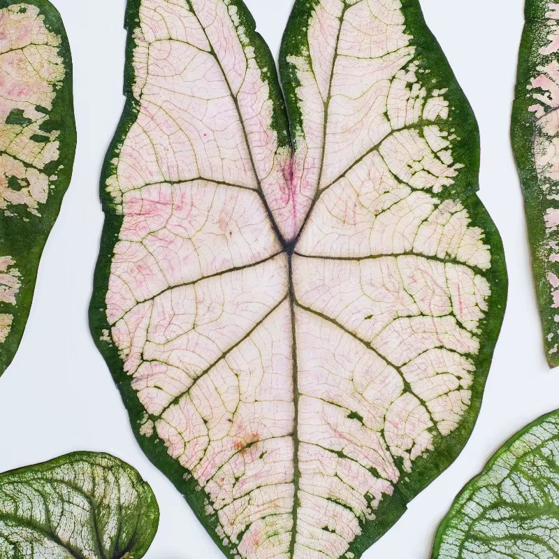 1 pièce, Feuillage de Caladium pressé véritable