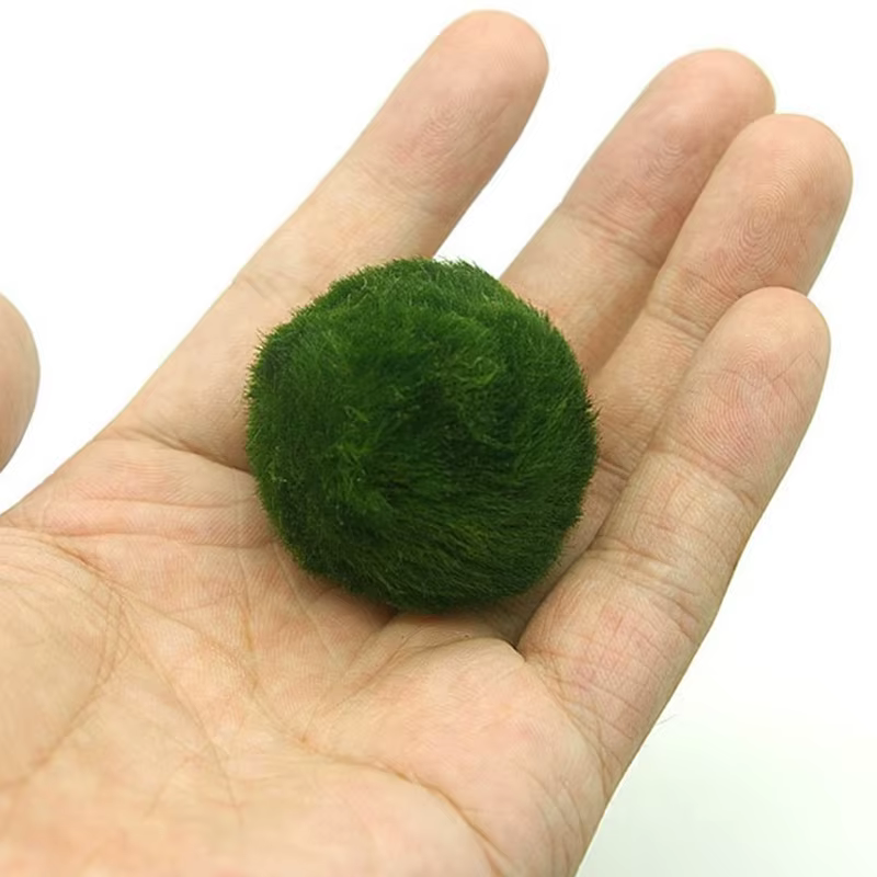 NOUVEAUTÉ! Boules de mousse Marimo de 3-4 cm