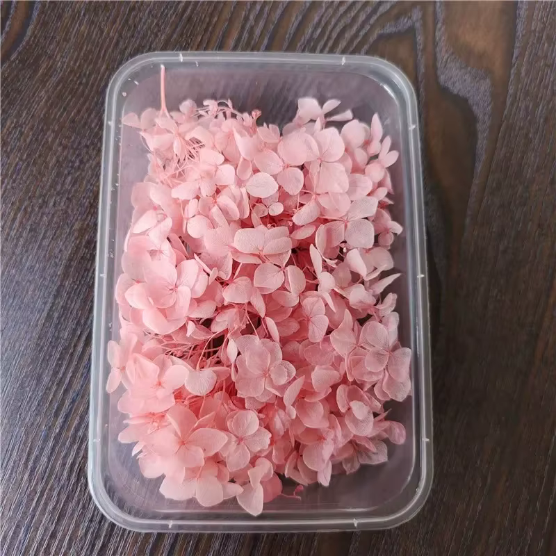 Fleur éternelle d'hortensia Anna préservée sous cloche en verre