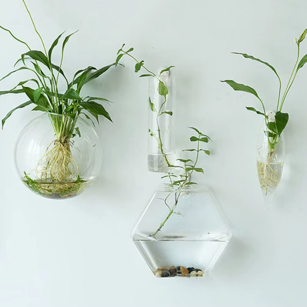 Plantes hydroponiques purifient la maison
