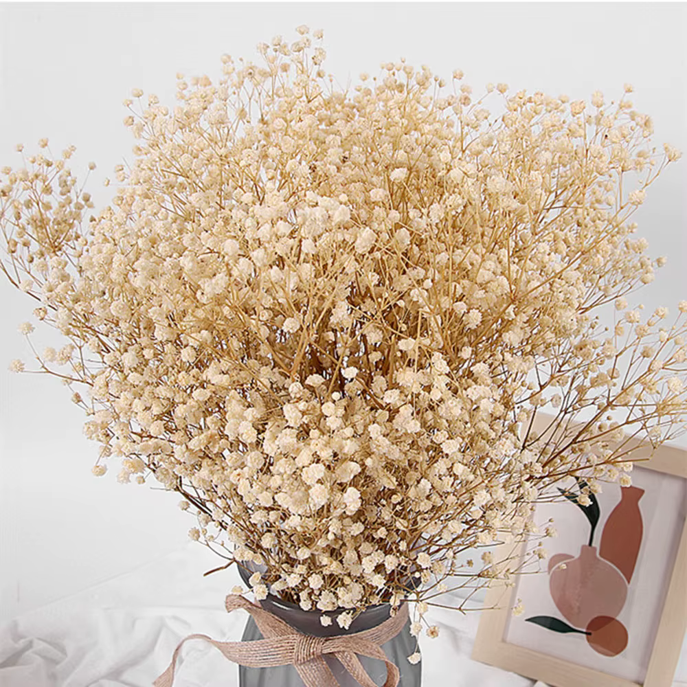 Bouquet de fleurs de gypsophile séchées naturelles