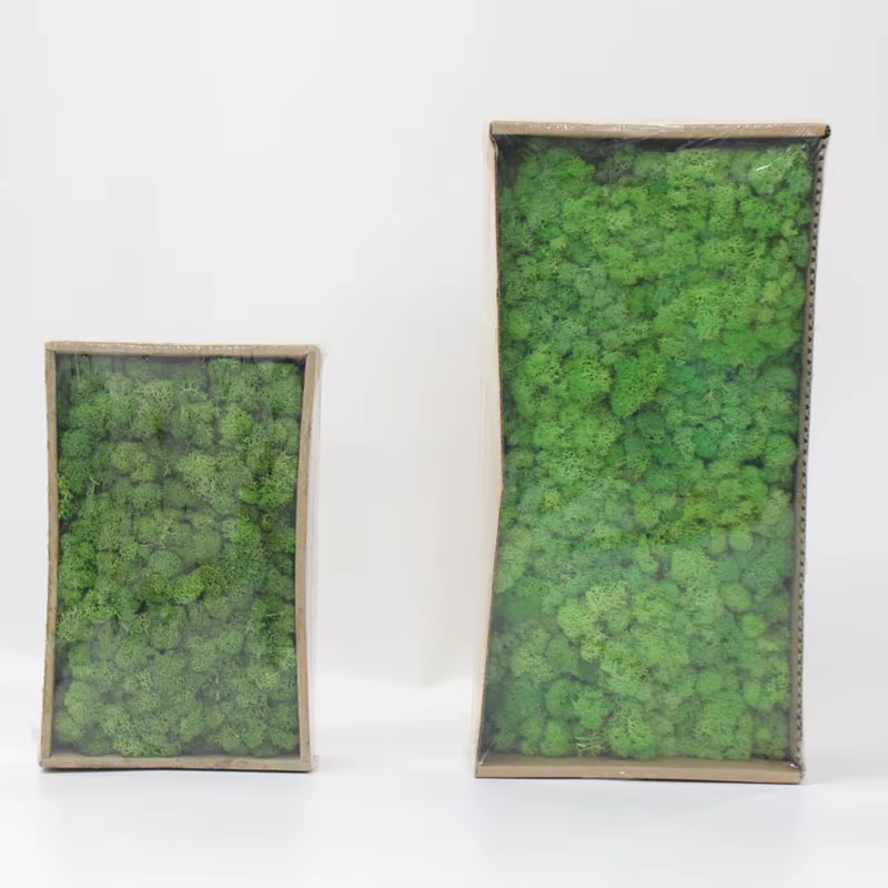 Nouveau 1000g plantes artificielles vie éternelle mousse/jardin décor à la maison mur bricolage fleur matériel Mini jardin Micro paysage faux mousse