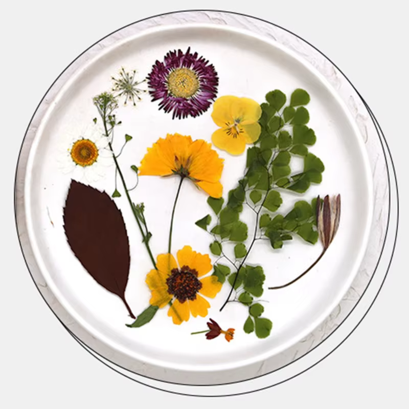 Fleurs séchées pressées pour résine