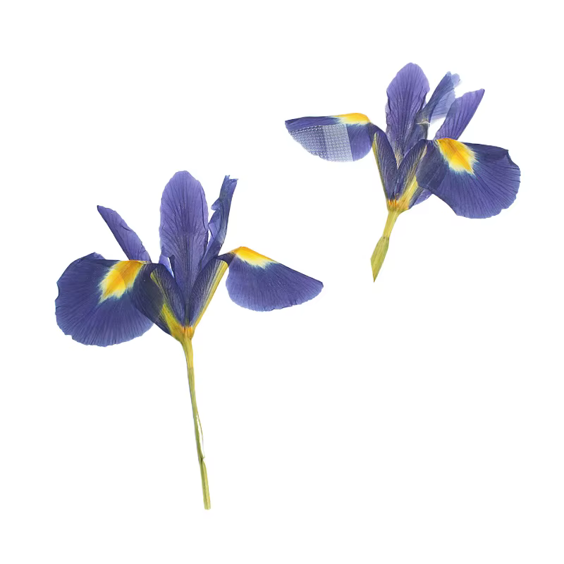 1 pièces/12-14cm, nouvelles fleurs pressées Iris réel demi-coupe fleur sèche primaire bricolage plante cadre Photo époxy carte de voeux aromathérapie