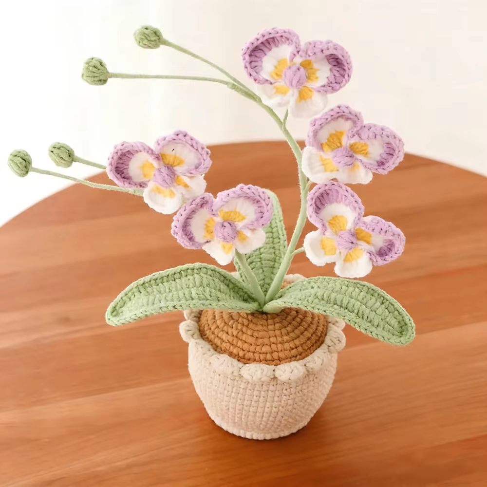 Nouvelle plante en pot de Phalaenopsis à 5 têtes