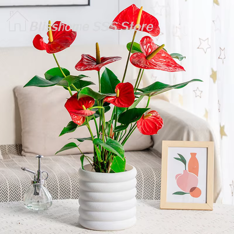 【S】Pots de fleurs d'intérieur polyvalents pour plantes et légumes