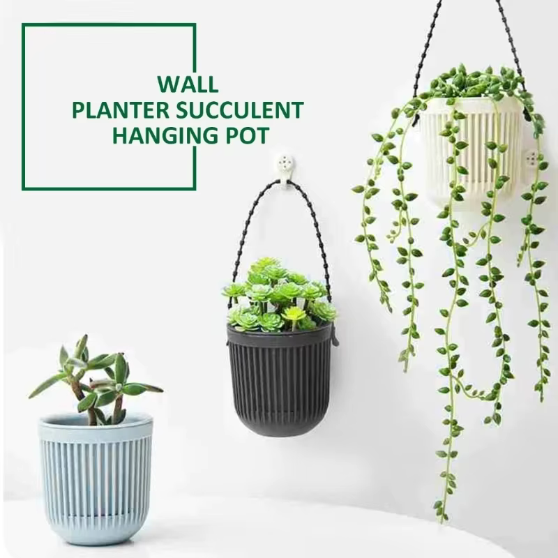 Mir suspendu pour plantes succulentes
