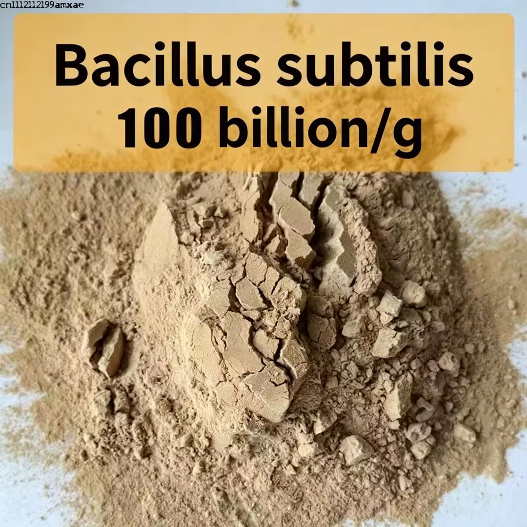 Bacillus subtilis de haute pureté pour la croissance des plantes
