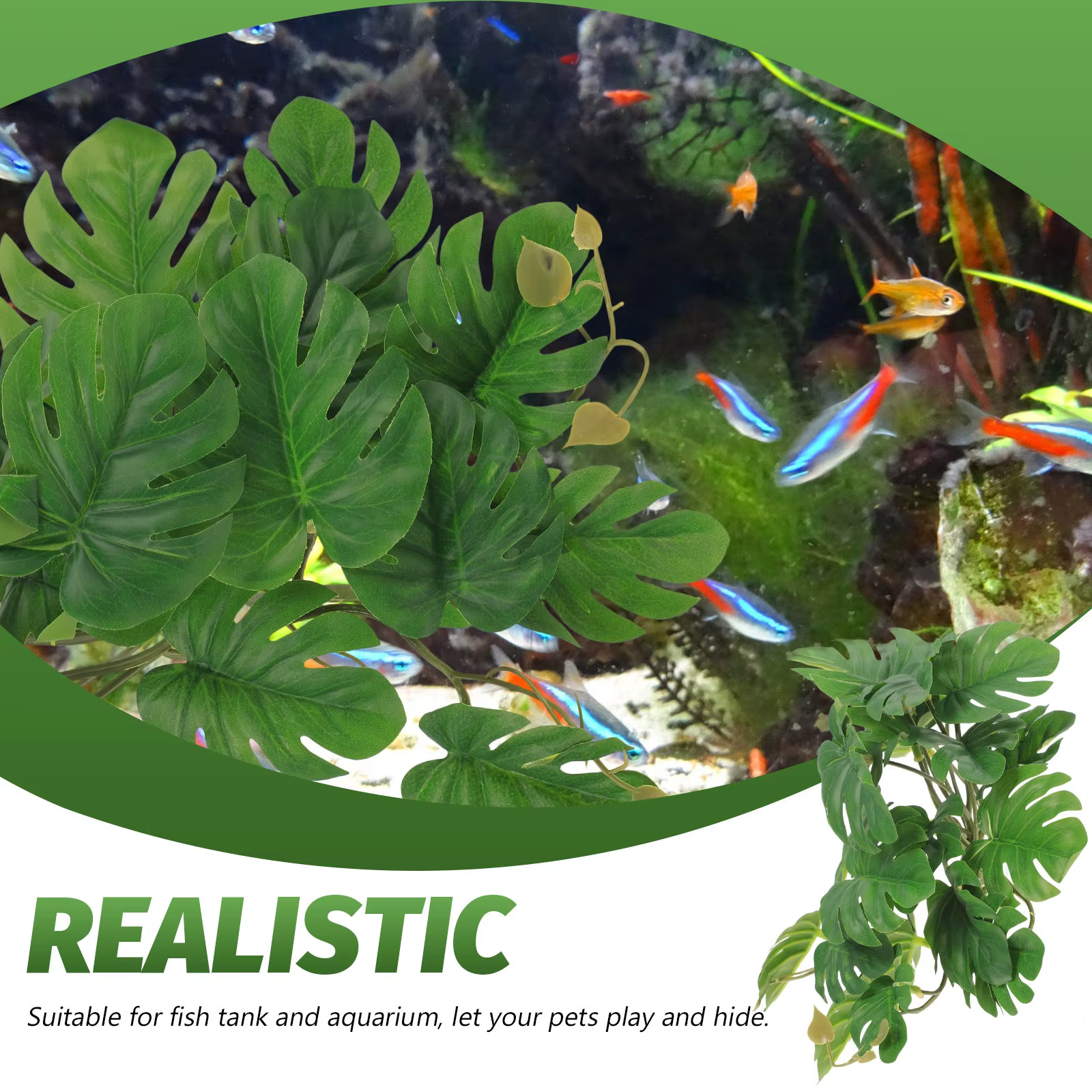 Plantes de Reptile pour Terrarium