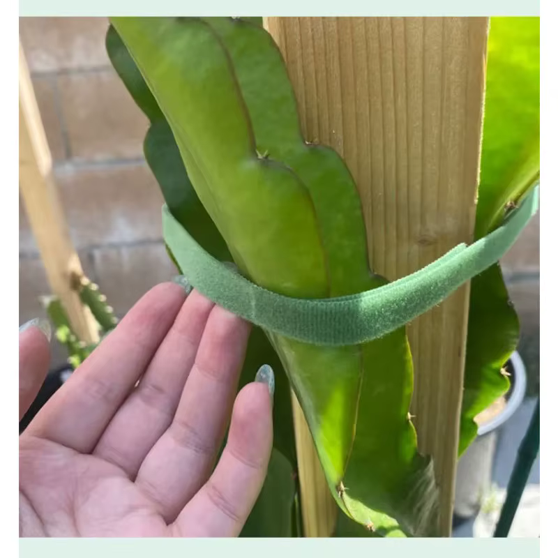 Attaches pour plantes en nylon réutilisables