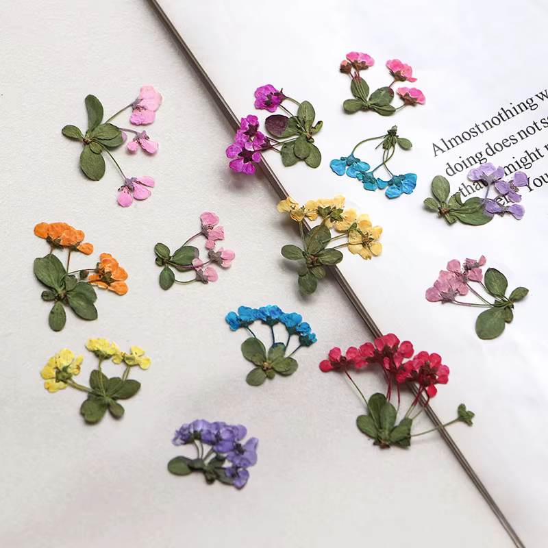 2-3cm/12pcs, Petites fleurs pressées
