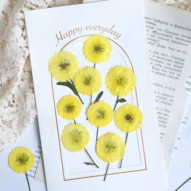 12 pièces/6-9 cm, nature Helichrysum pressé fleurs séchées bricolage bougie résine aromathérapie incrusté plante cadre Photo matériaux artisanaux