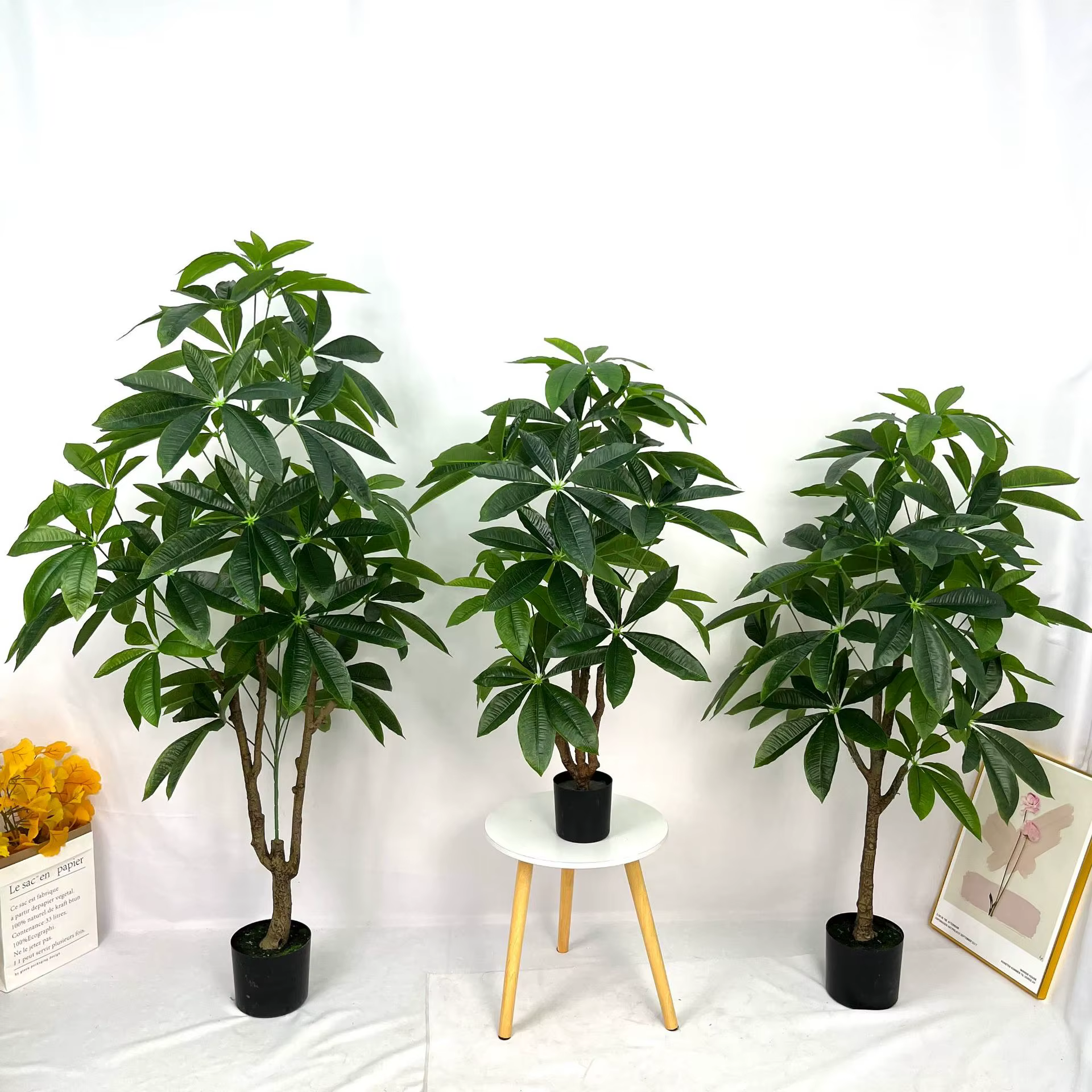 Grande plante verte sur pied en pot