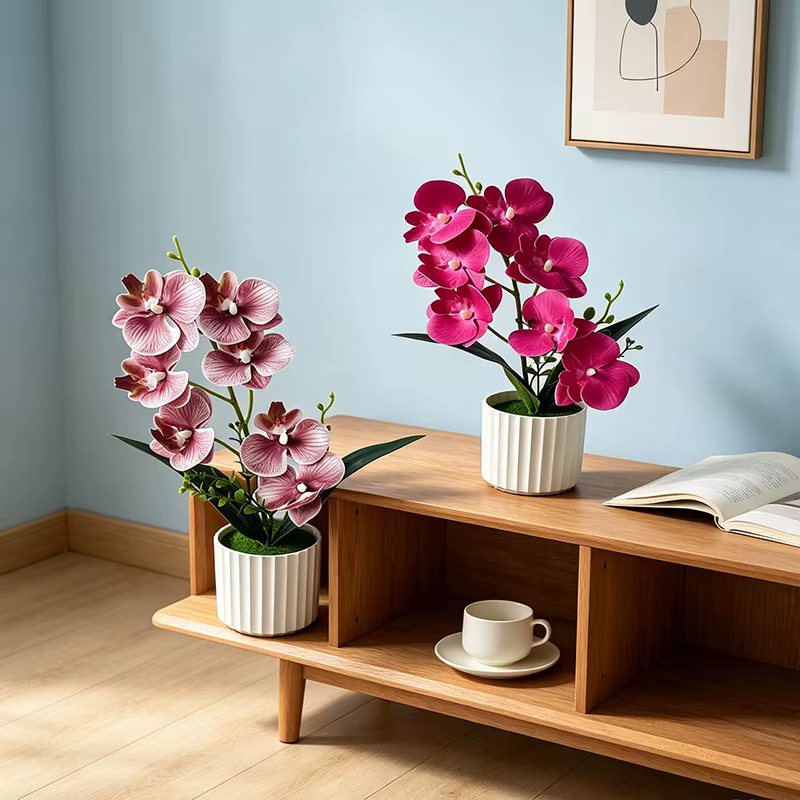 Orchidée Papillon à 7 Fleurs