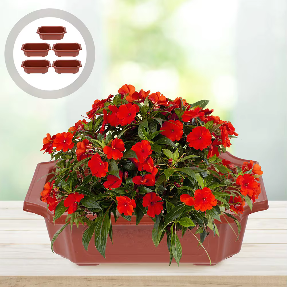 Lot de 10 grands pots de fleurs en plastique pour bonsaï