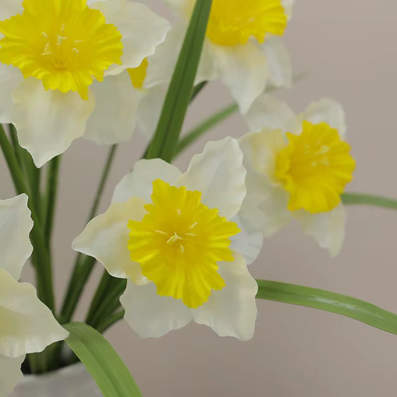 Plante de jonquille blanche