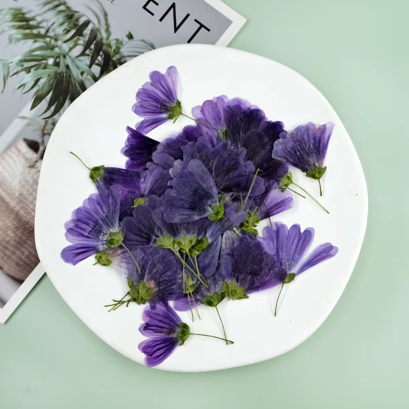 Pétale de Fleur de Mauve Murcia
