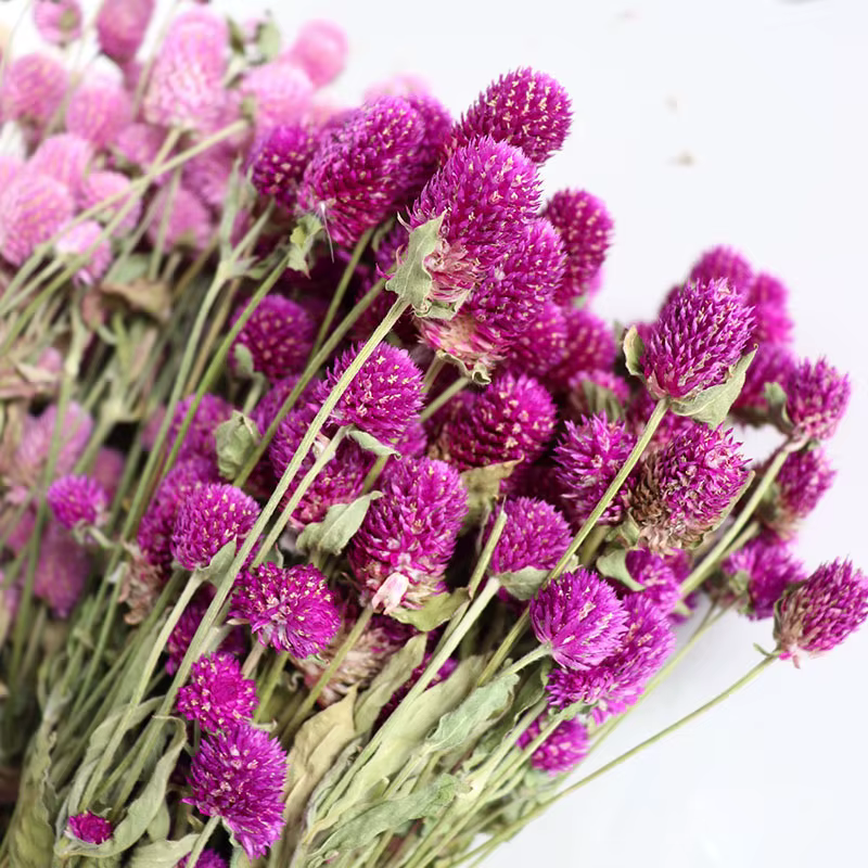 Bouquet de fleurs séchées d'amarante